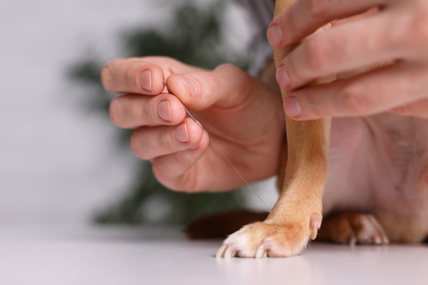 acupuncture on dog feet