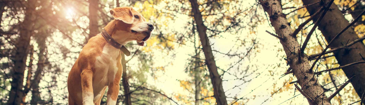 clinic-policies-more-info-lake-county-veterinary-clinics